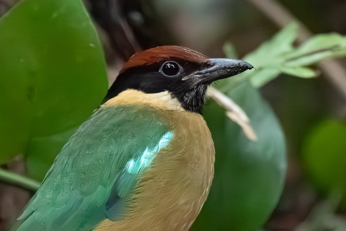 Noisy Pitta - ML638399333