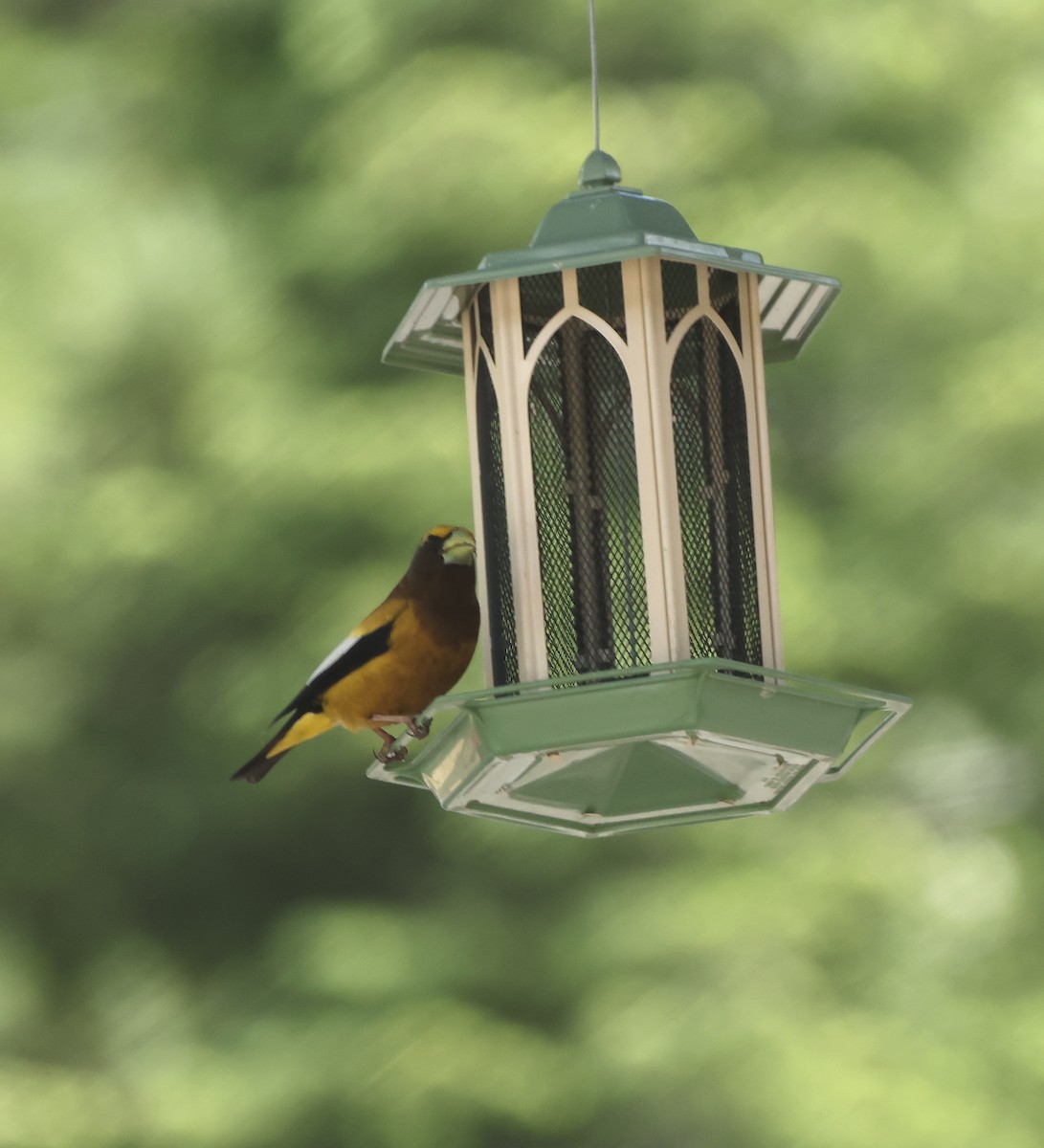 Evening Grosbeak - ML638399360
