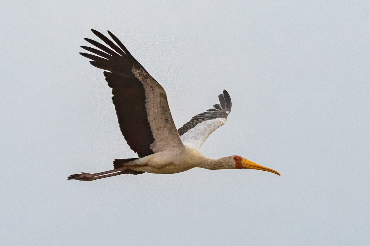 Yellow-billed Stork - ML638399369