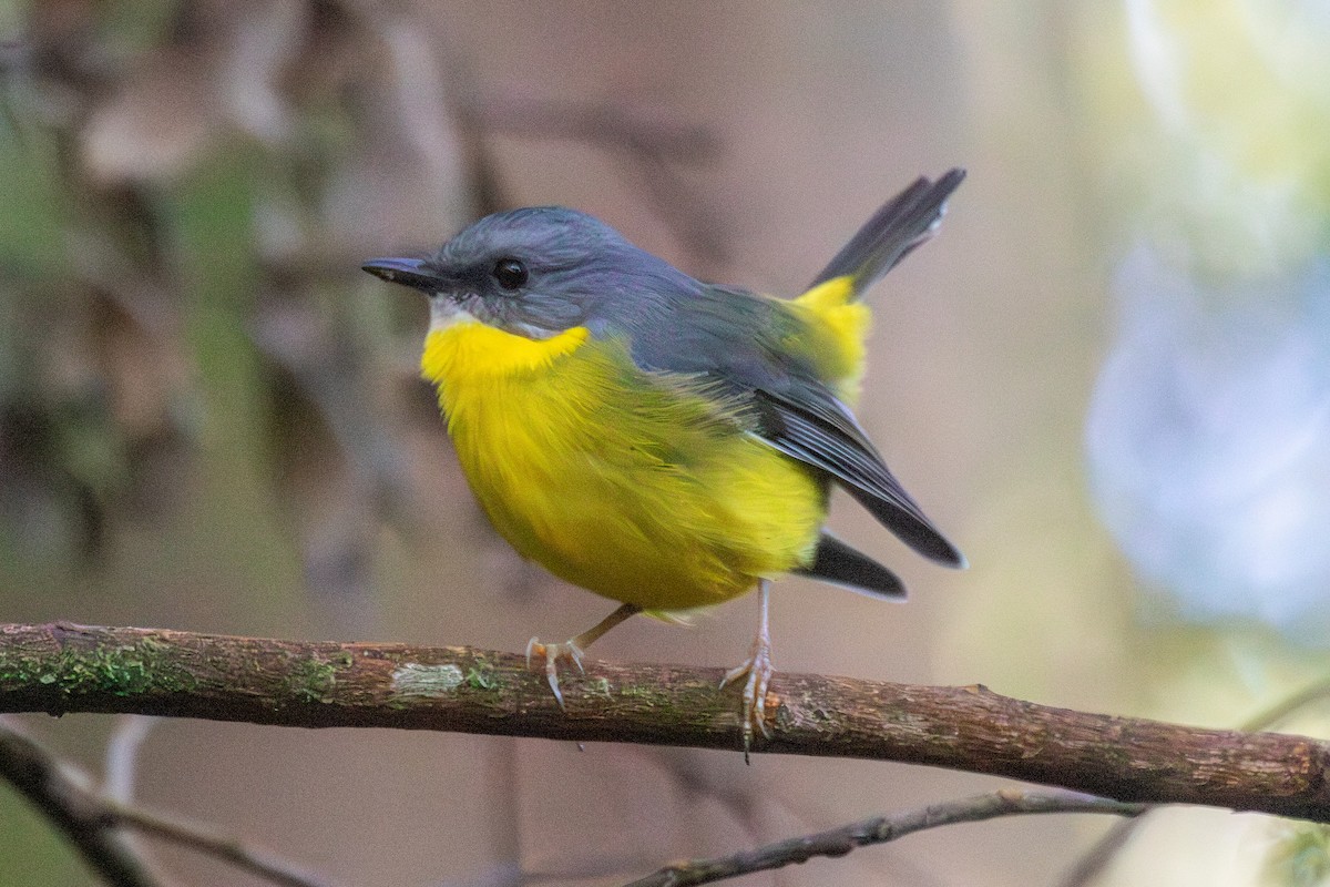 Eastern Yellow Robin - ML638399390