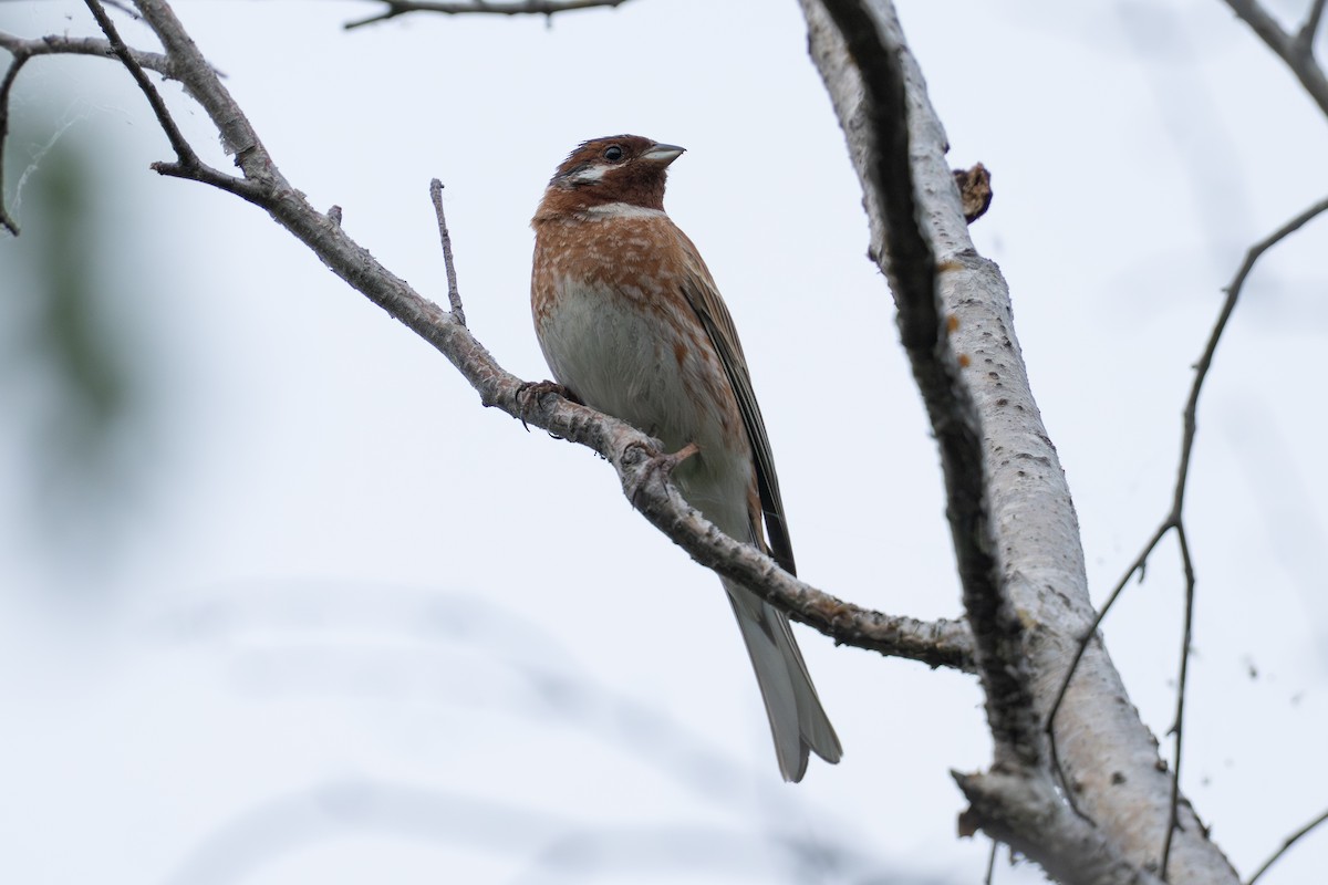 Pine Bunting - ML638399411