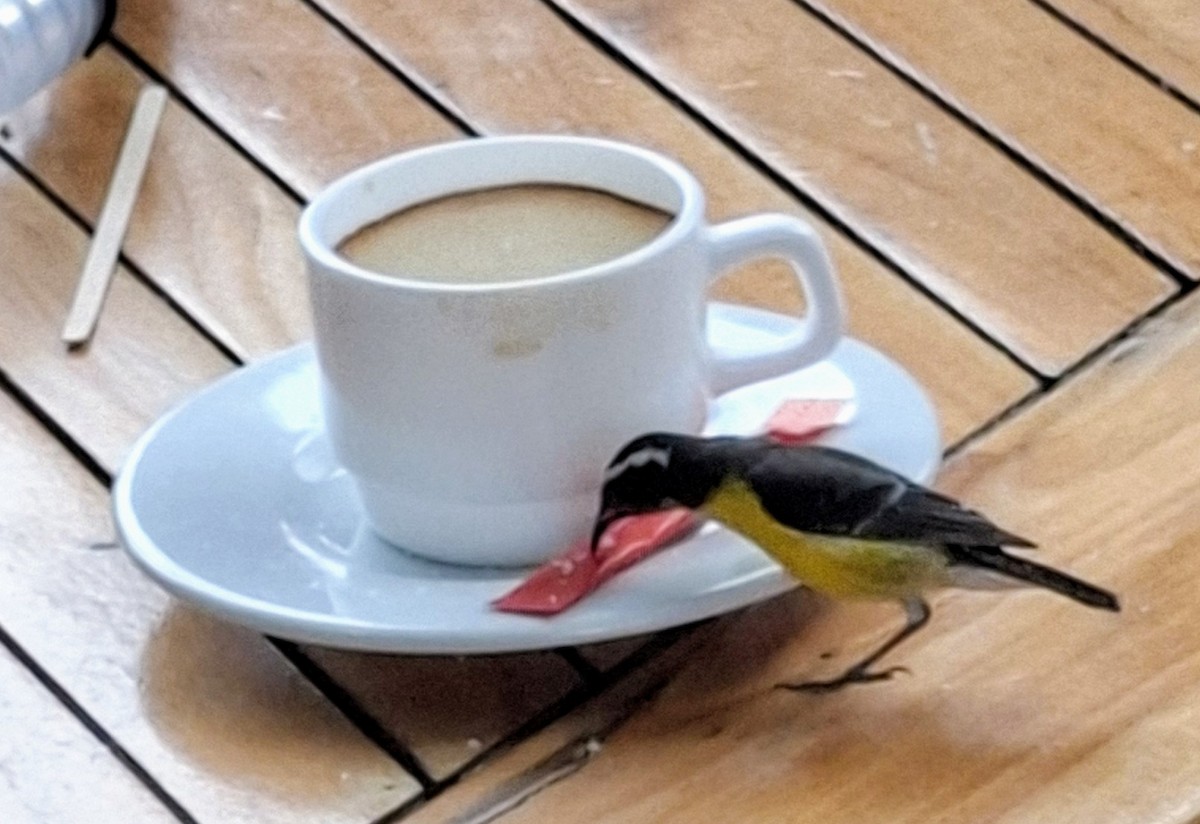 Bananaquit - ML638399430