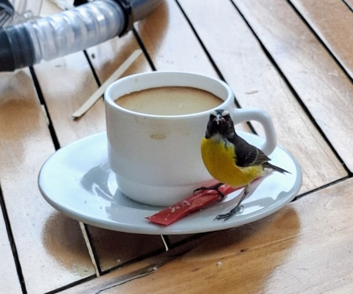 Bananaquit - ML638399431