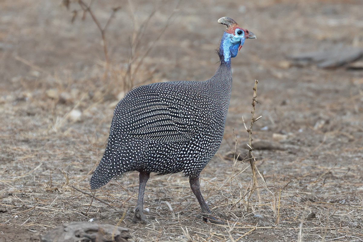 Helmeted Guineafowl - ML638399443