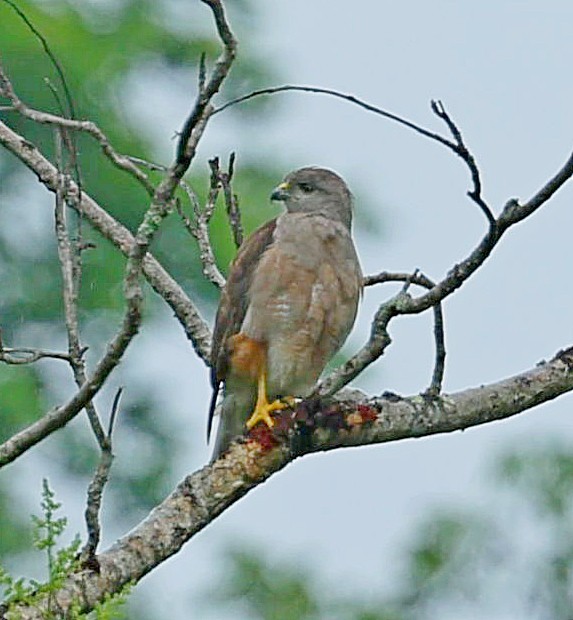 Ridgway's Hawk - ML638399459