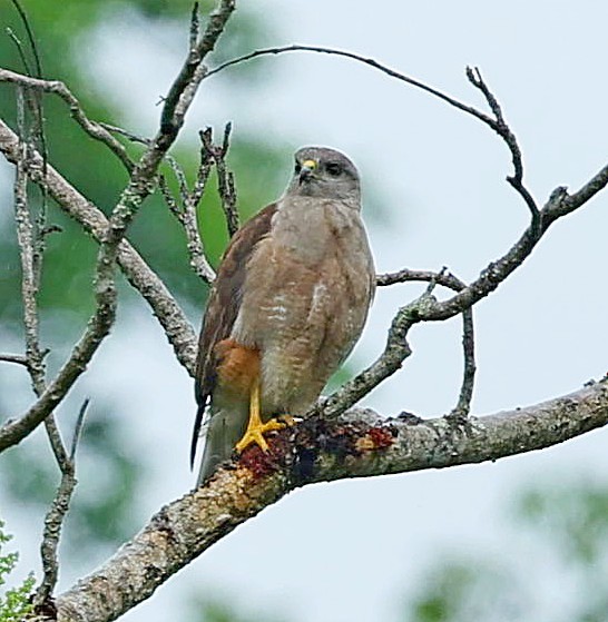 Ridgway's Hawk - ML638399460