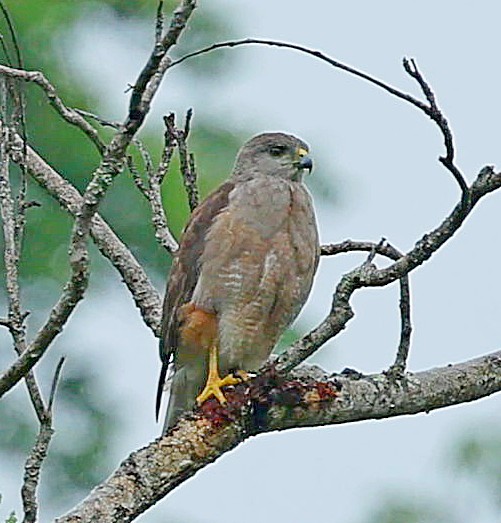 Ridgway's Hawk - ML638399461