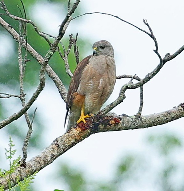 Ridgway's Hawk - ML638399462