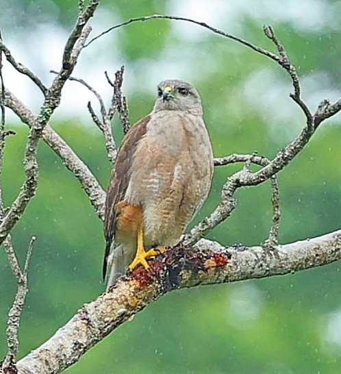 Ridgway's Hawk - ML638399463
