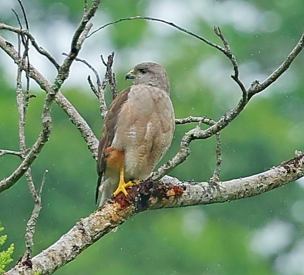 Ridgway's Hawk - ML638399464