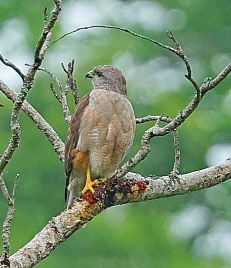 Ridgway's Hawk - ML638399465