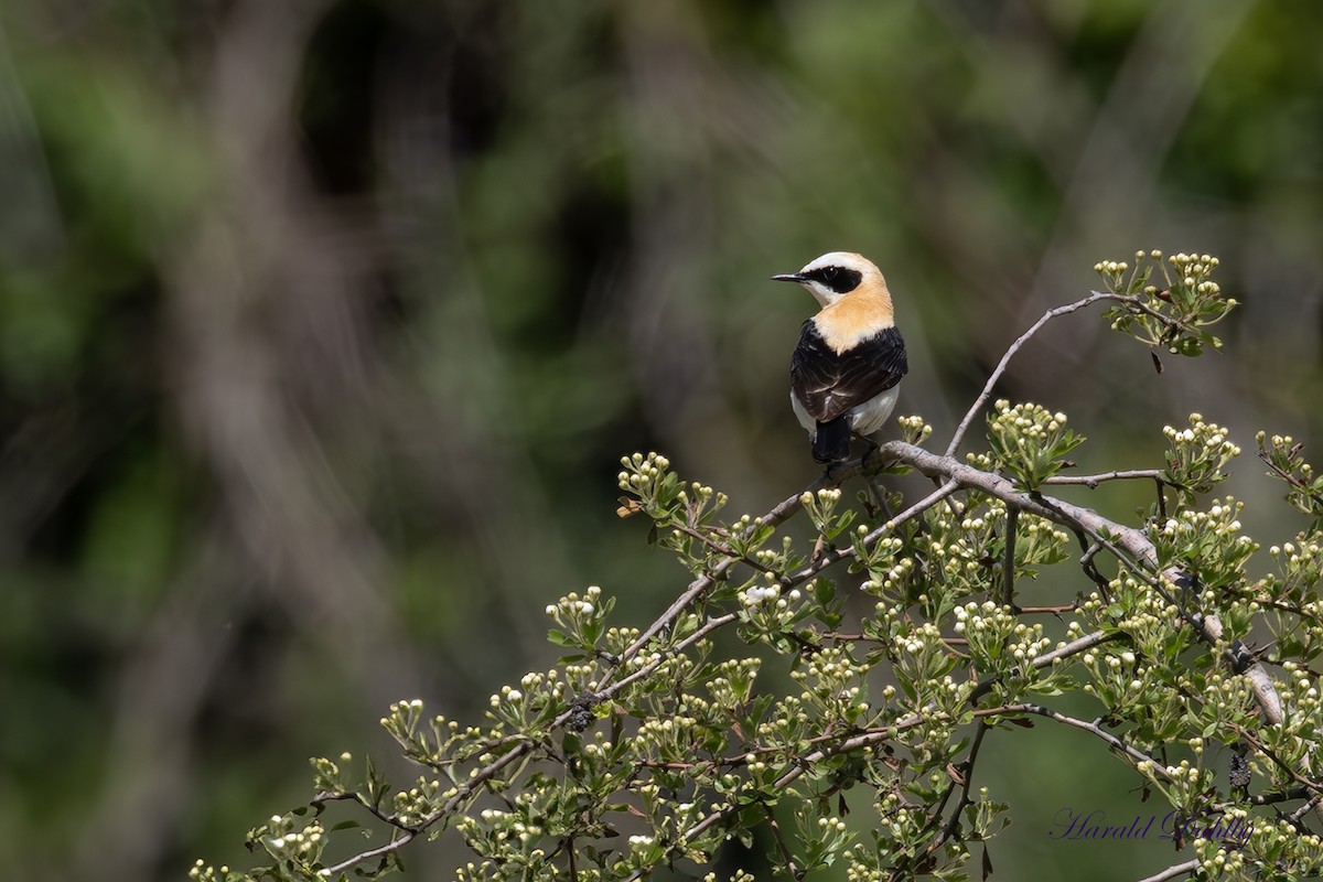 Western Black-eared Wheatear - ML638399466