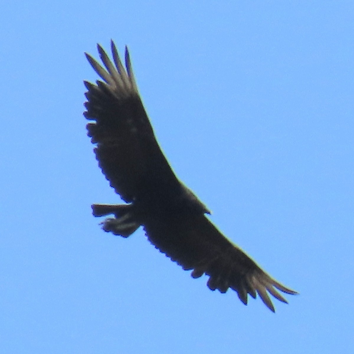 Urubu noir - ML638399515