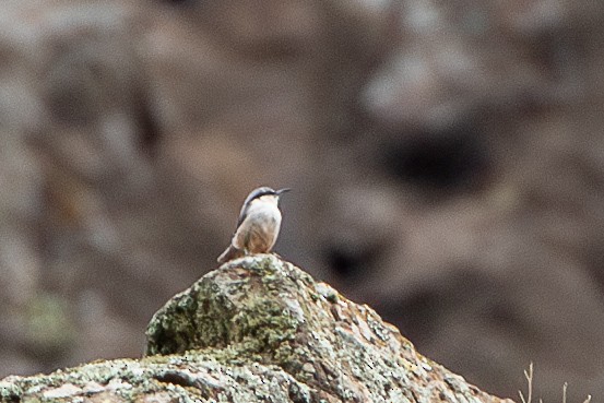 Western Rock Nuthatch - ML638399517