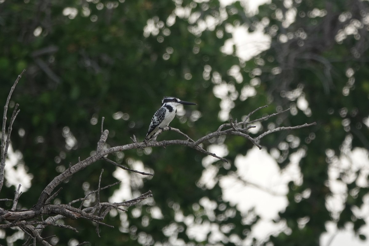 Pied Kingfisher - ML638399524