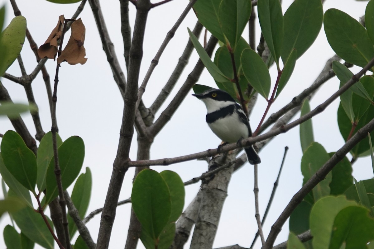Pale Batis - ML638399547