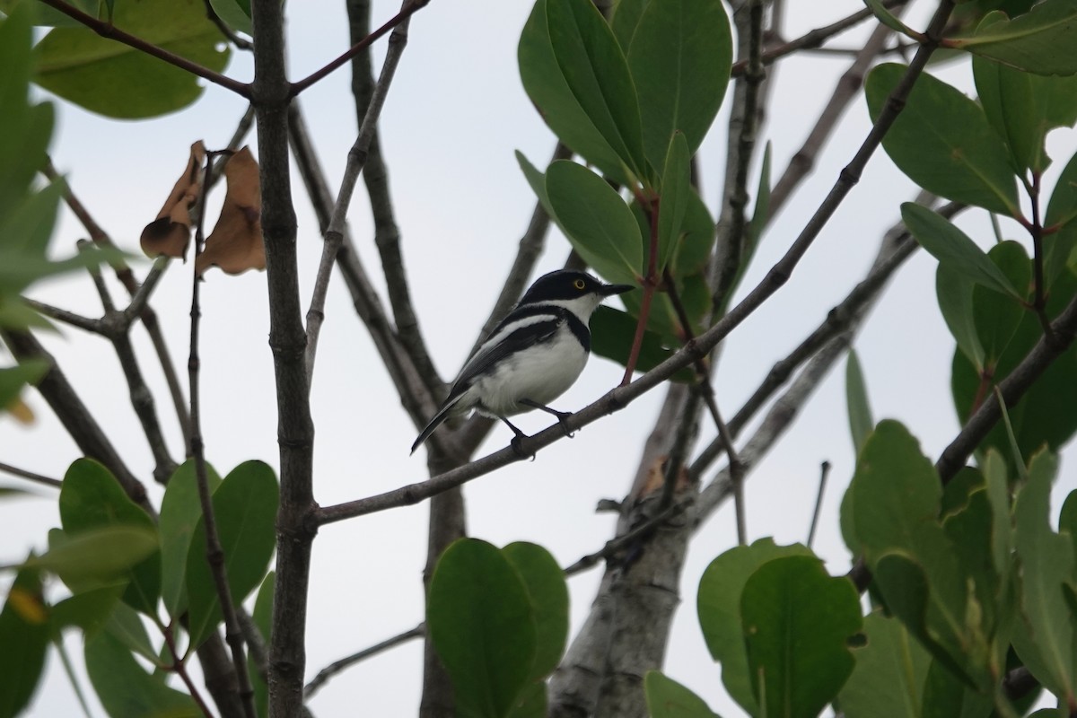 Pale Batis - ML638399548