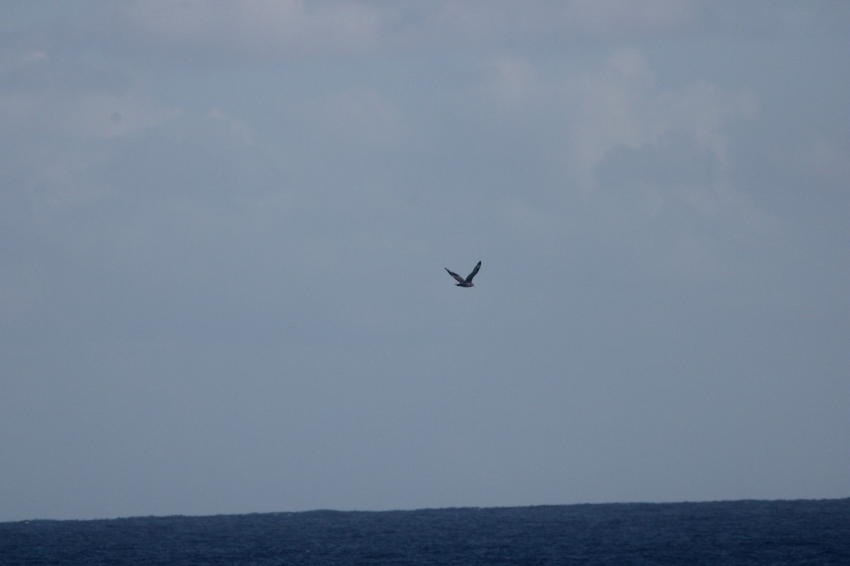 Brown Skua - ML638399566