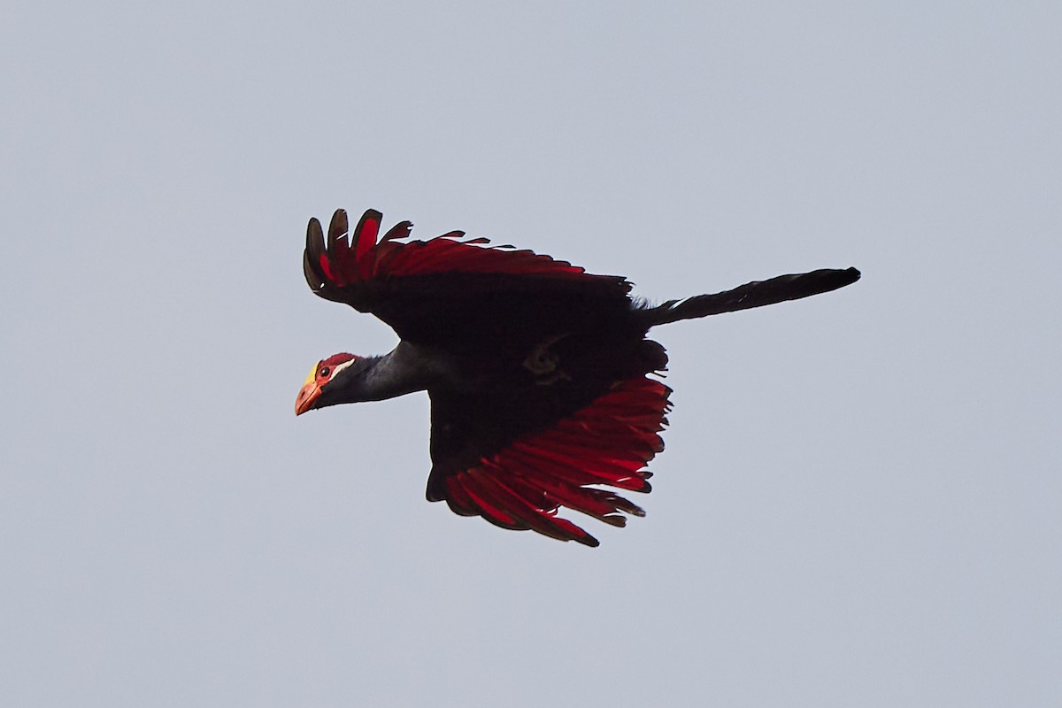 Turaco Violáceo - ML638399570