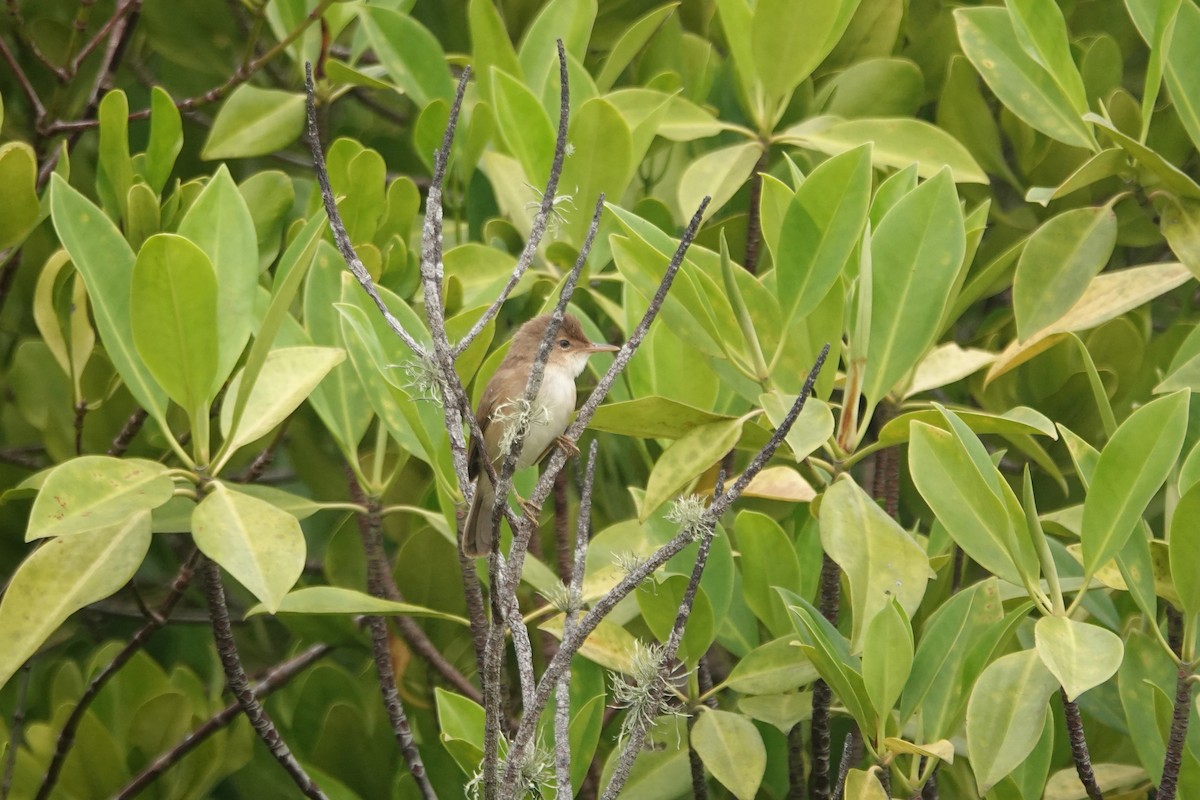 Common Reed Warbler (African) - ML638399571