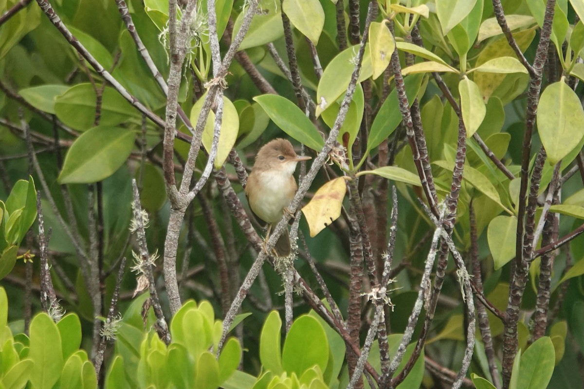 Common Reed Warbler (African) - ML638399572