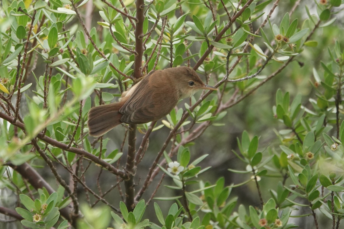 Common Reed Warbler (African) - ML638399573