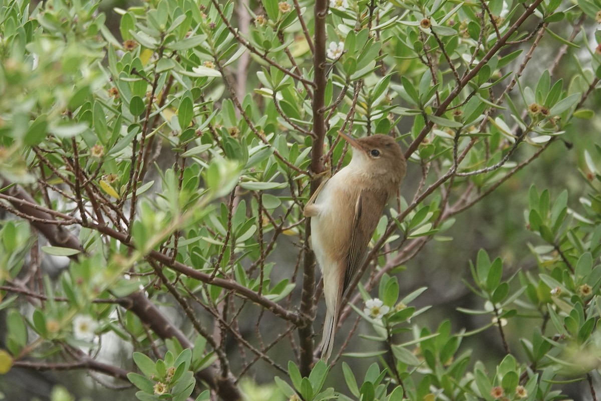 Common Reed Warbler (African) - ML638399574