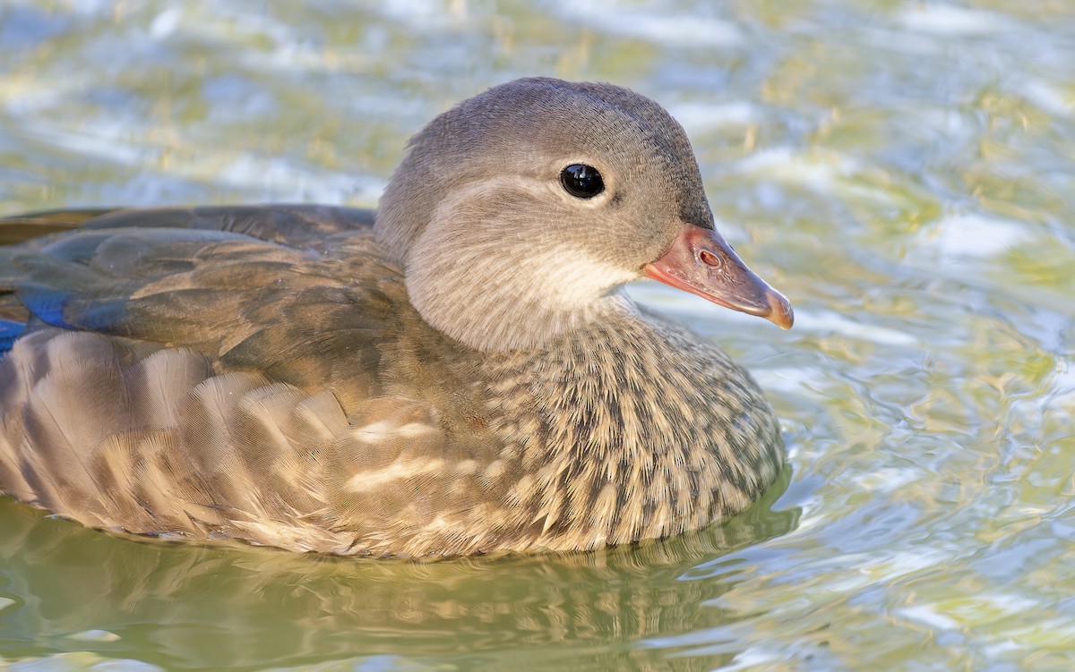Pato Mandarín - ML638399594