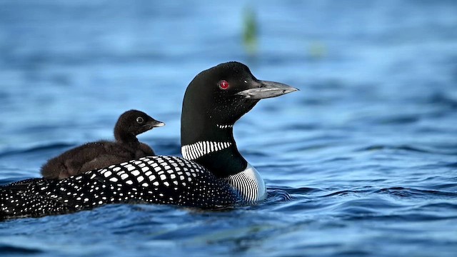 Common Loon - ML638399611