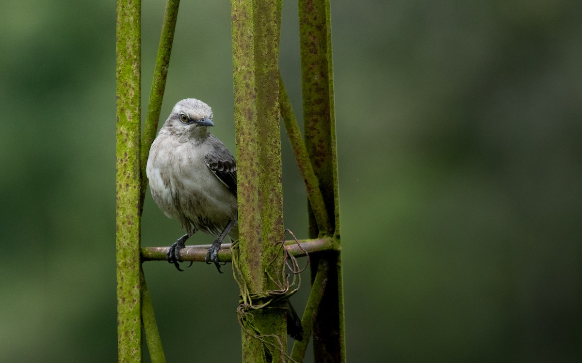 Tropical Mockingbird - ML638399613