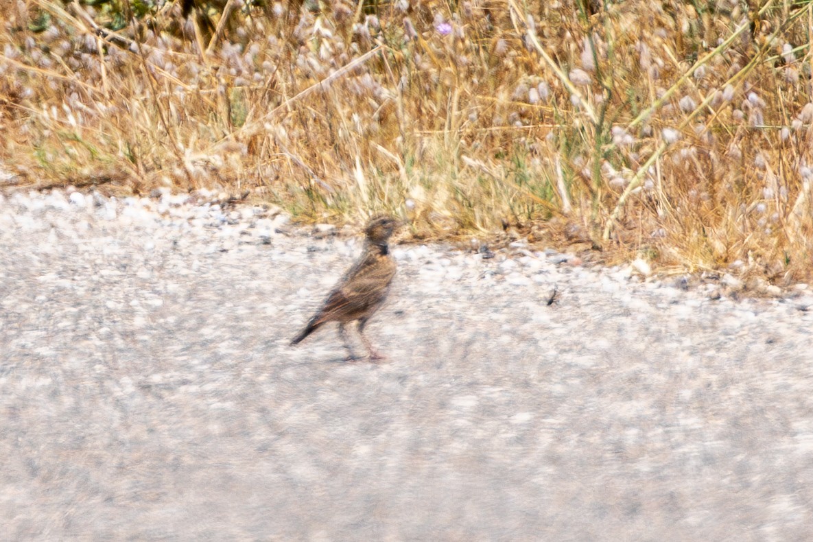 kalanderlerke - ML638399636