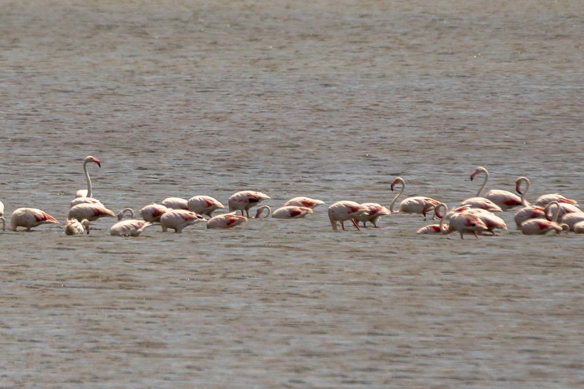 rosenflamingo - ML638399675