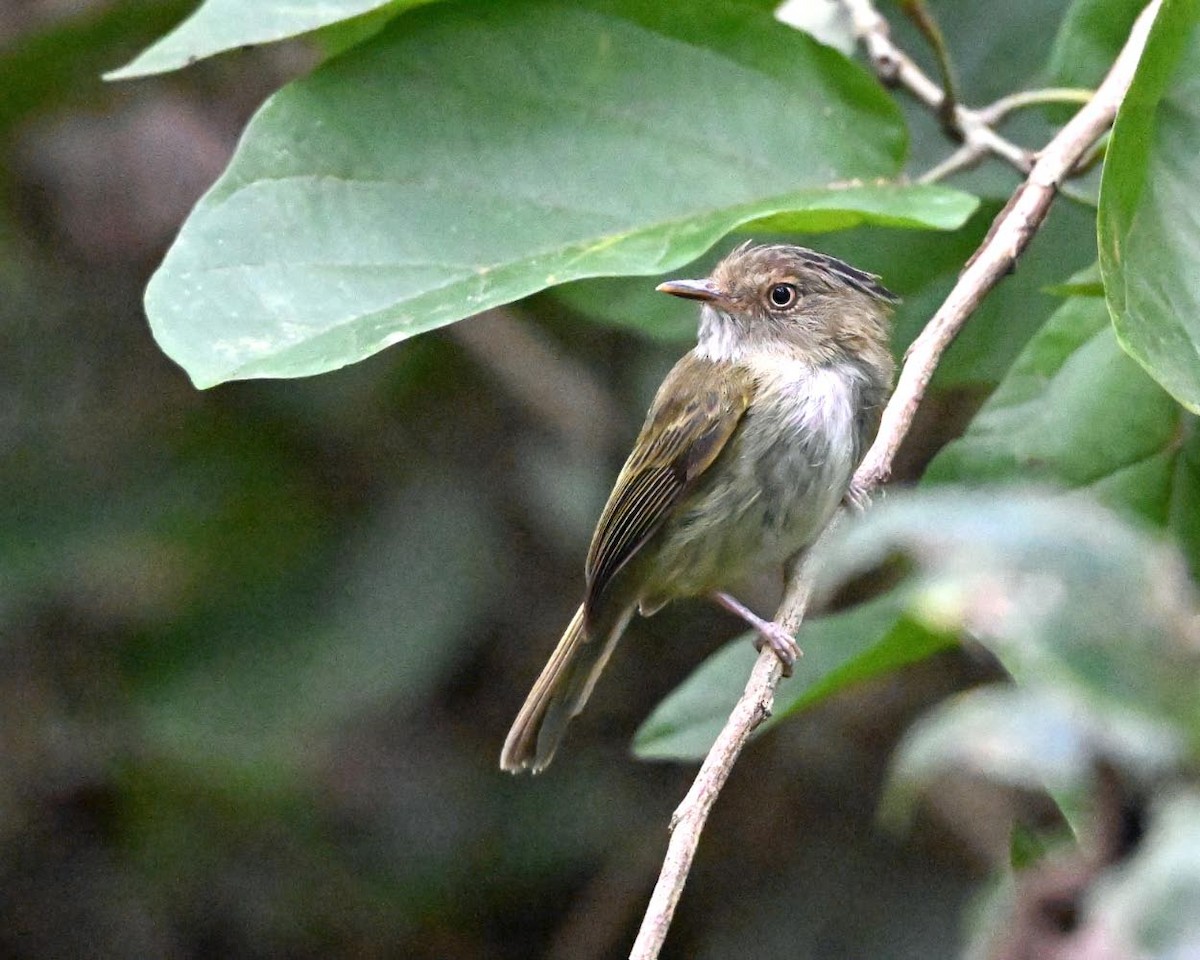 Long-crested Pygmy-Tyrant - ML638399728