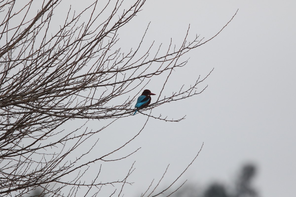 White-throated Kingfisher - ML638399747