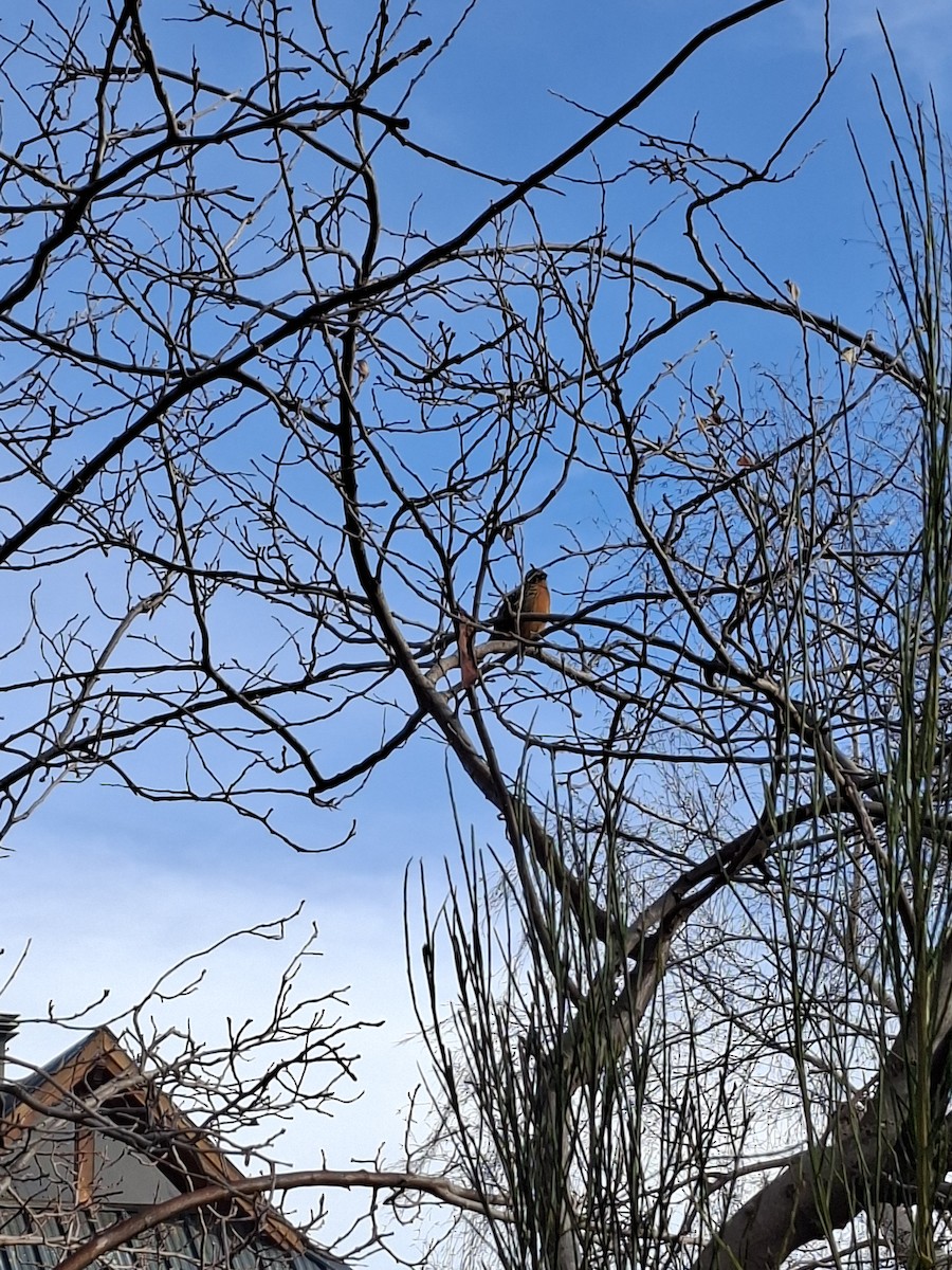 Rufous-tailed Plantcutter - ML638399748