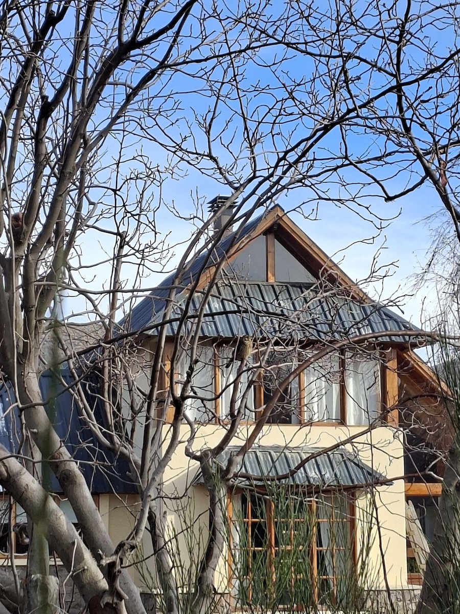 Rufous-tailed Plantcutter - ML638399753