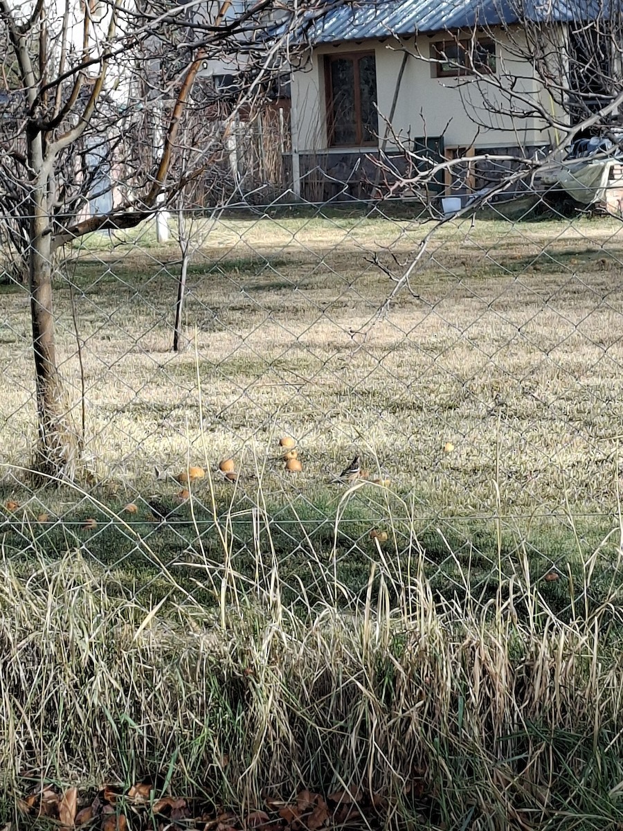 Rufous-tailed Plantcutter - ML638399757