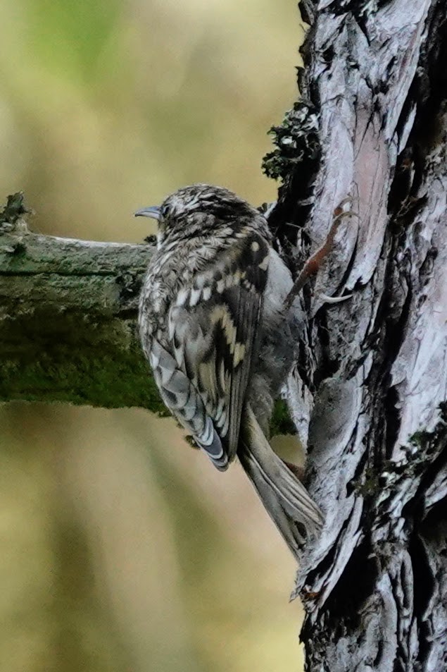 Eurasian Treecreeper - ML638399786