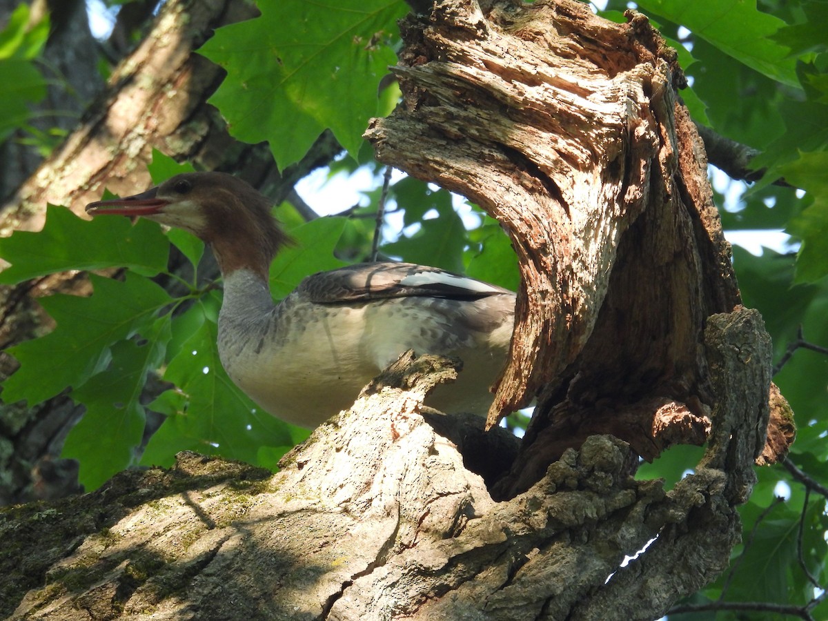 Common Merganser - ML638399793