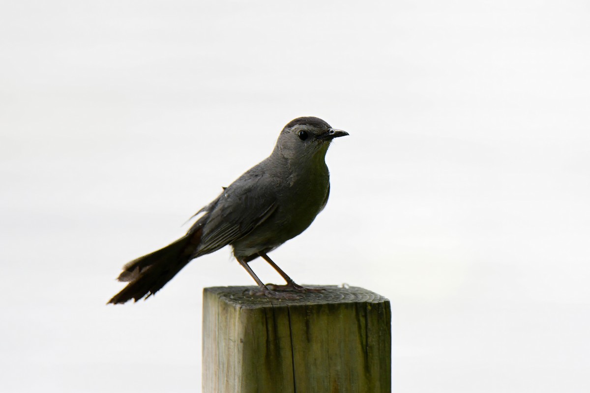 Gray Catbird - ML638399825