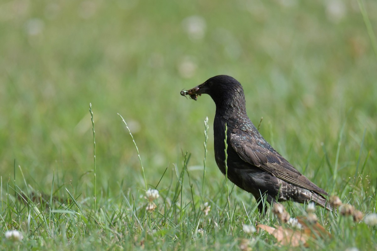 European Starling - ML638399829