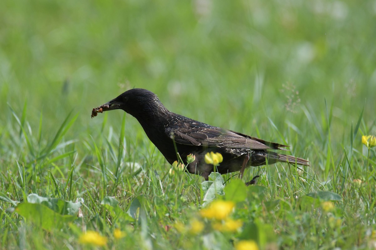 European Starling - ML638399830