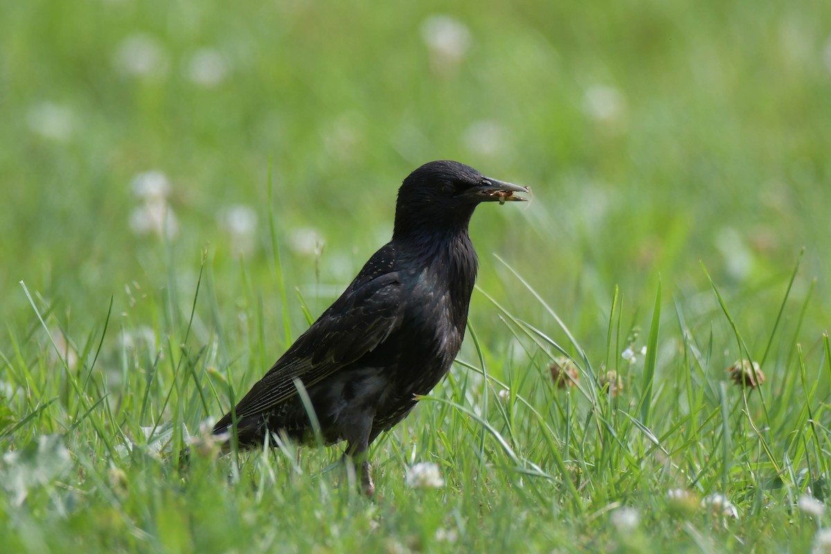 European Starling - ML638399836