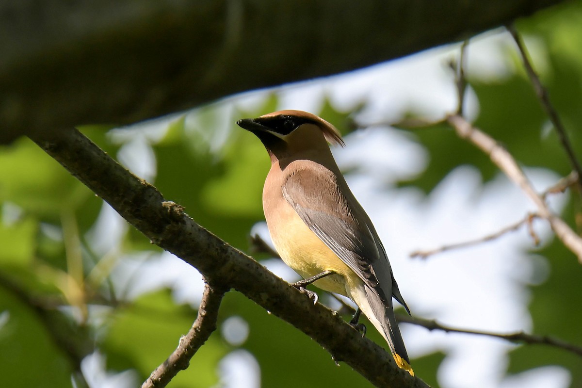 Cedar Waxwing - ML638399851