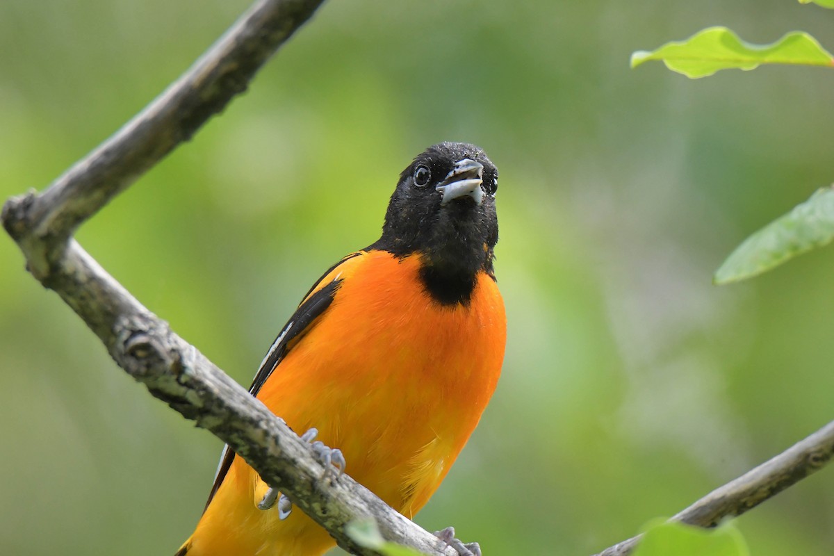Baltimore Oriole - ML638399855