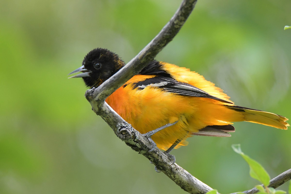 Baltimore Oriole - ML638399859