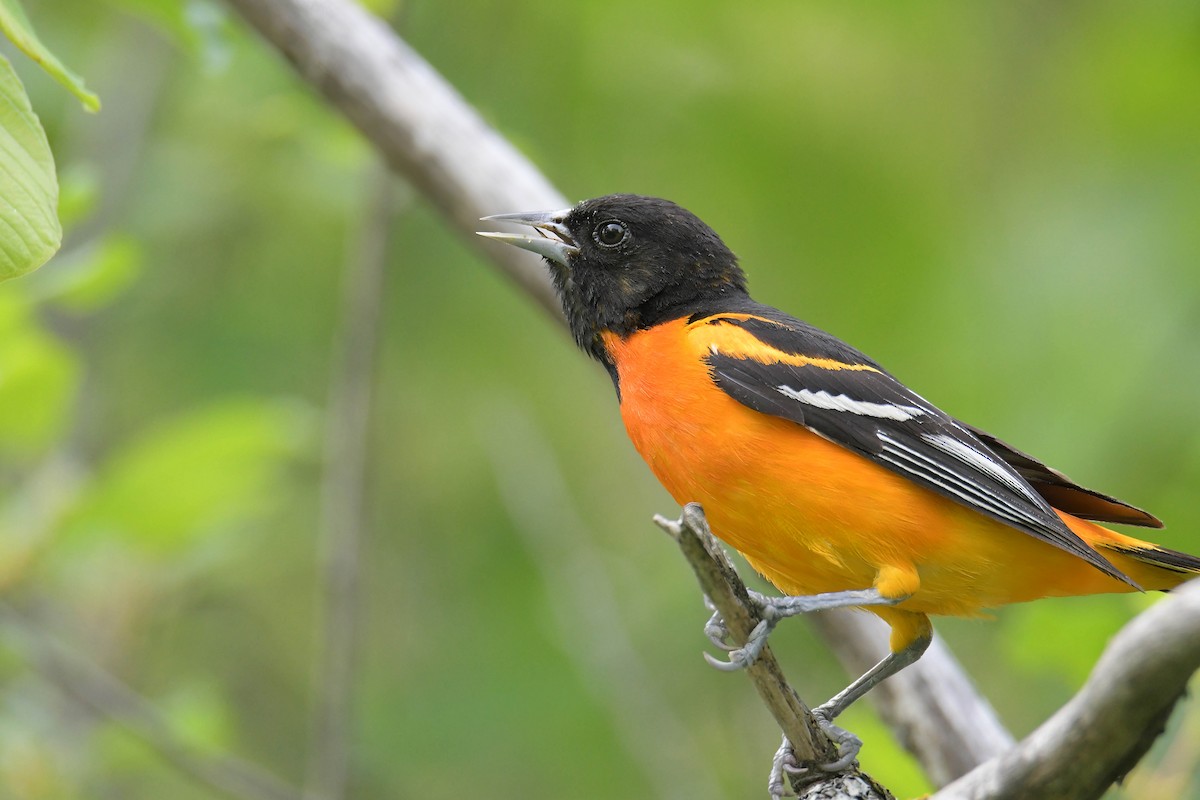 Baltimore Oriole - ML638399867