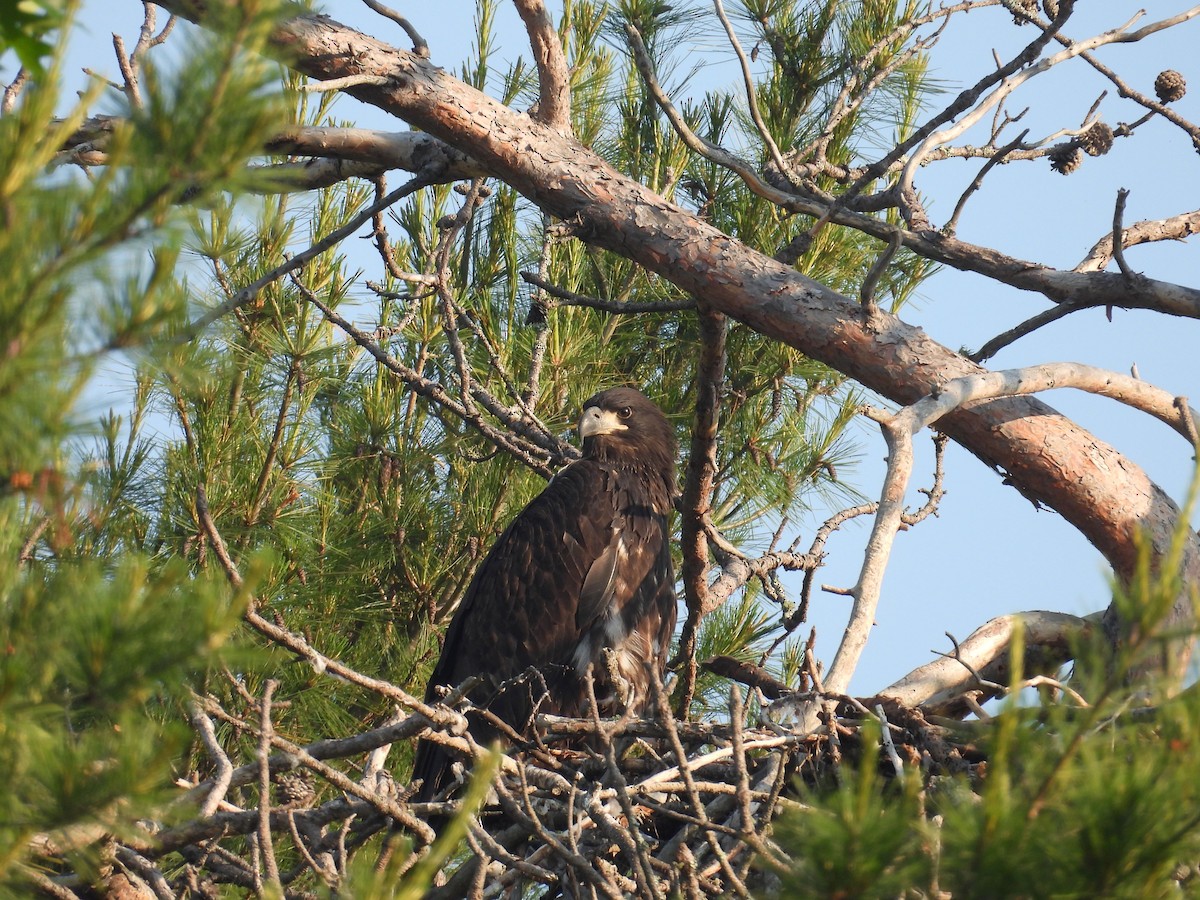 Bald Eagle - ML638399885