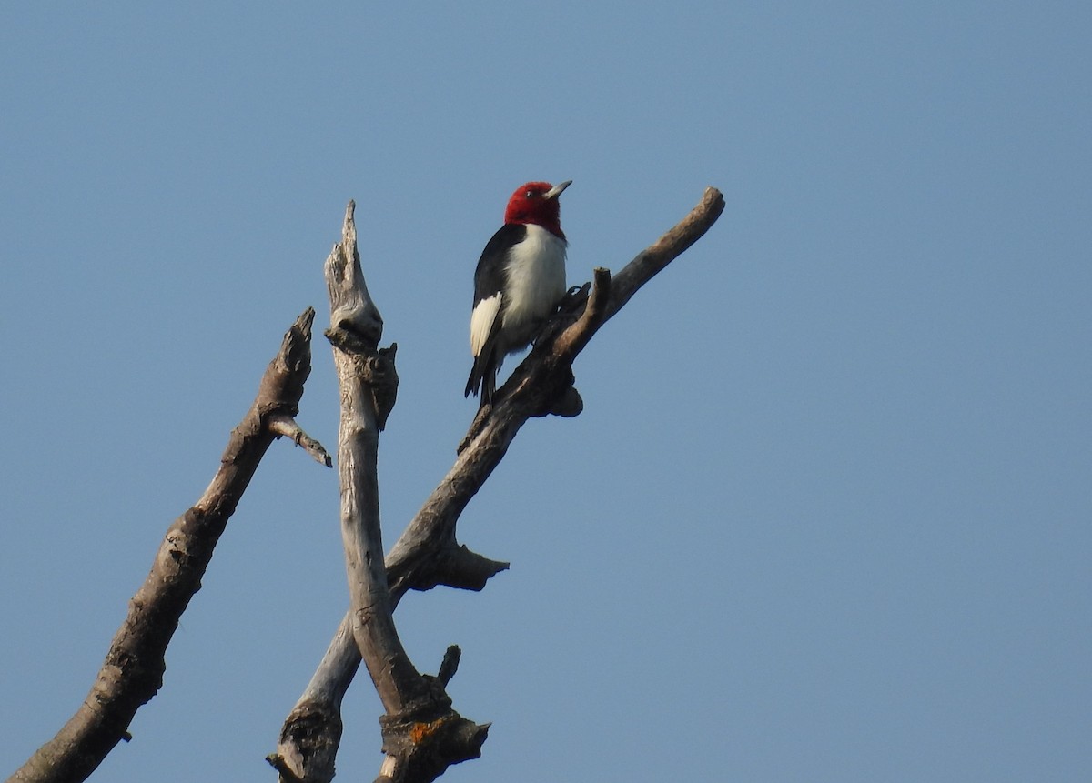 Red-headed Woodpecker - ML638399889