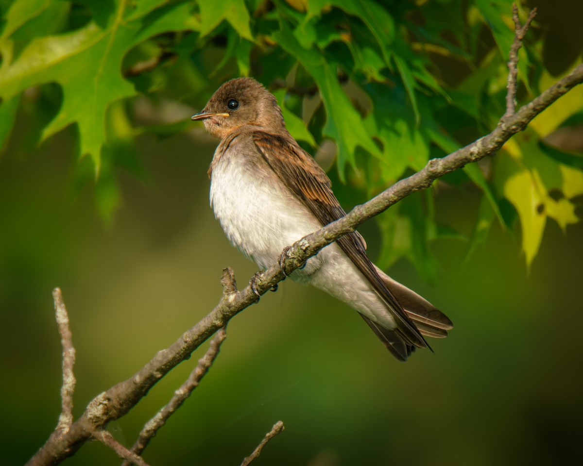 Northern Rough-winged Swallow - ML638399909
